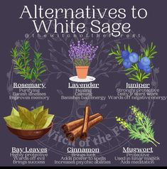 an illustrated guide to white sage essential oils for health and well - known herbs, including rosemary, bay leavers, cinnamon, blueberries