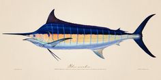 an illustration of a blue marlin fish with yellow stripes on it's body