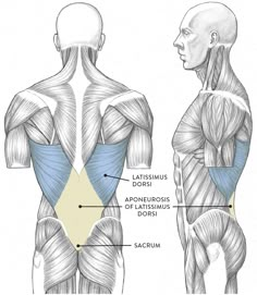 an image of the back and shoulder muscles