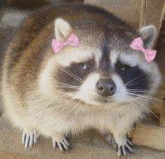 a raccoon with pink bows on its head