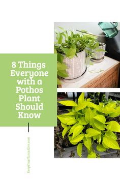 there are three different types of plants in pots