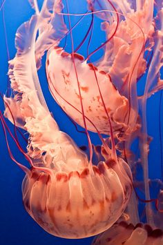 jellyfish swimming in the blue water with their tails curled up to look like they are floating