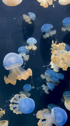 many jellyfish are swimming in the water