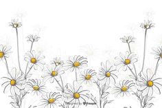 an artistic drawing of daisies on a white background