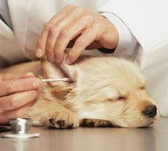 a dog being groomed by a veterinator at the vet's office