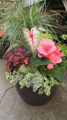 a potted plant with pink flowers and green leaves on the ground next to other plants