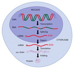 a diagram of the structure of an animal's protein, labeled in red and green