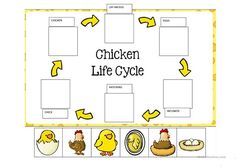 the chicken life cycle is shown in this printable activity for kids to learn how to write