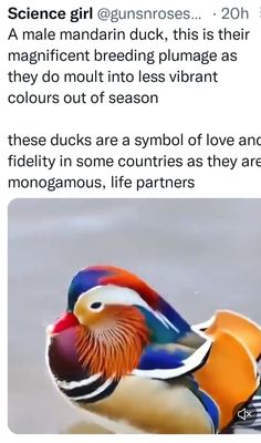 Mandarin Duck, Life Partners, Love Symbols, Vibrant Colors