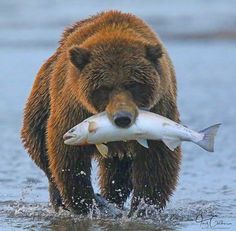 a brown bear holding a fish in its mouth