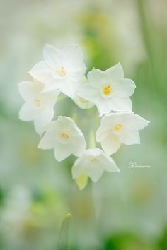 some white flowers that are in the grass