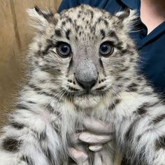 a small white tiger cub being held by someone's hands in front of him