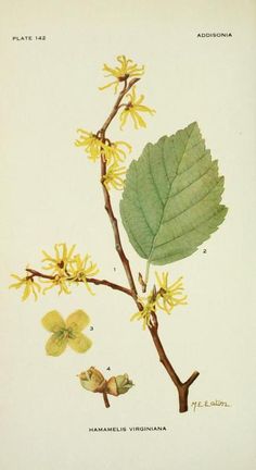 an illustration of a plant with yellow flowers and green leaves