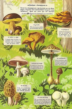 an illustration shows different types of mushrooms in the forest, with information about them and what they are growing