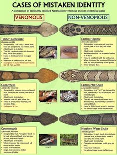 an info sheet describing the types and uses of snakes