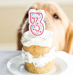 a dog is looking at a birthday cupcake with the number 35 candle on it