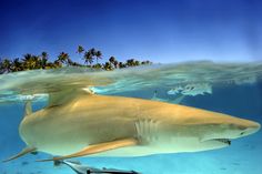 a tiger shark swimming in the ocean with palm trees behind it's back end