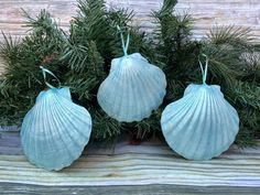 three seashell ornaments hanging from evergreen branches on a wooden surface with pine cones and needles