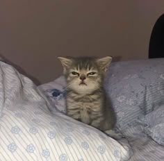 a small kitten sitting on top of a bed covered in blue and white sheets, staring at the camera