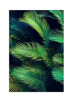 green palm leaves are shown in this close up photo with blue and yellow highlights on them