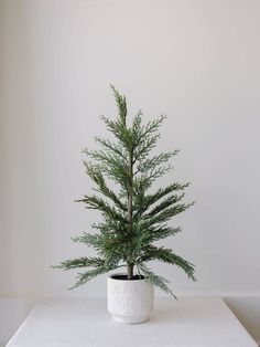 Cedar Tree with Cream Pot: 24 - Curated Home Decor Unlit Christmas Trees, Cedar Wreath, Outdoors Indoors, Cedar Tree, Tree Stands, Topiary Trees, Cedar Trees, Pot Set, Tree Trimming