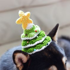 a small dog wearing a crocheted christmas tree hat