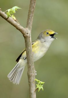 a small yellow and gray bird perched on a tree branch with green leaves in the background