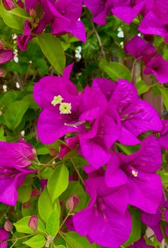 purple flowers with green leaves in the background