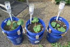 three blue buckets filled with plants on top of a gravel ground next to each other