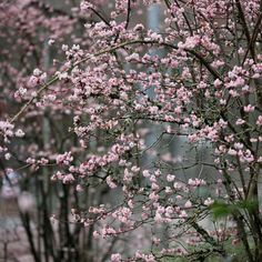 pink flowers are blooming on the branches of trees