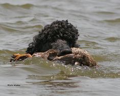 a black dog is swimming in the water with a bird on its back and head