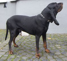 a black and brown dog standing on top of a cobblestone street