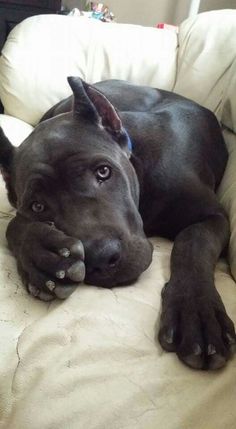 a large black dog laying on top of a white couch