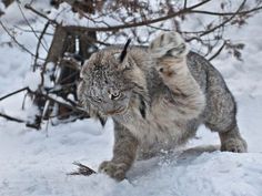 a gray and white cat walking in the snow