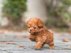 a small brown dog running across a street