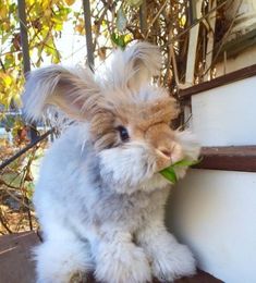 a small white and brown rabbit eating something off of its mouth on the steps outside