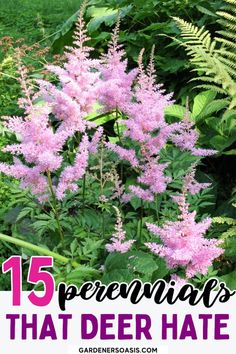 pink flowers and ferns in the woods with text overlay that reads 15 perennials that deer hate