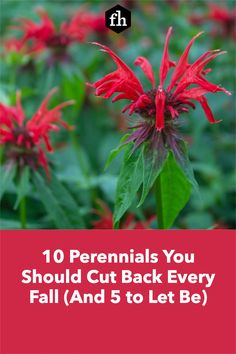 red flowers with the words 10 perennials you should cut back every fall and 5 to let