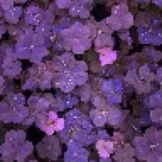 purple flowers with water droplets all over them