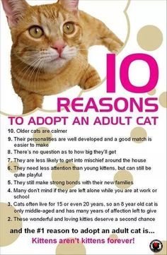 an orange cat with the words 10 reasons to adopt an adult cat on it's back