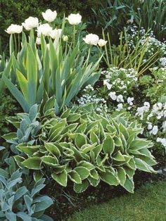 some white flowers and green plants in the grass