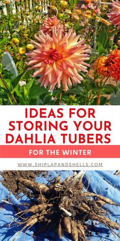 flowers with text overlay that reads ideas for storing your dahlia tubes for the winter