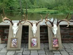 three deer heads mounted on wooden frames in front of a brick wall with water behind them