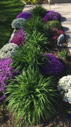 purple and white flowers line the side of a sidewalk