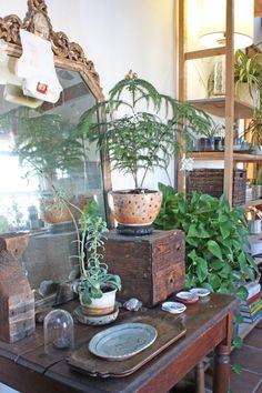 a wooden table topped with lots of potted plants next to a wall mounted mirror