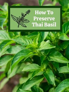 green plants with the words how to preserve thai basil