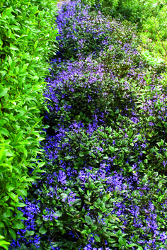 the blue flowers are growing along the side of the road in the bushes and trees