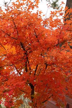 an orange tree with lots of leaves on it