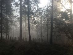 the sun shines through the foggy forest