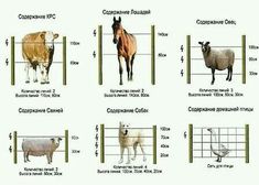 an image of farm animals labeled in different states of the world, including sheep and horses